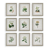 Antique Botanical Prints Set of 9