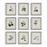 Antique Botanical Prints Set of 9