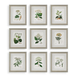 Antique Botanical Prints Set of 9